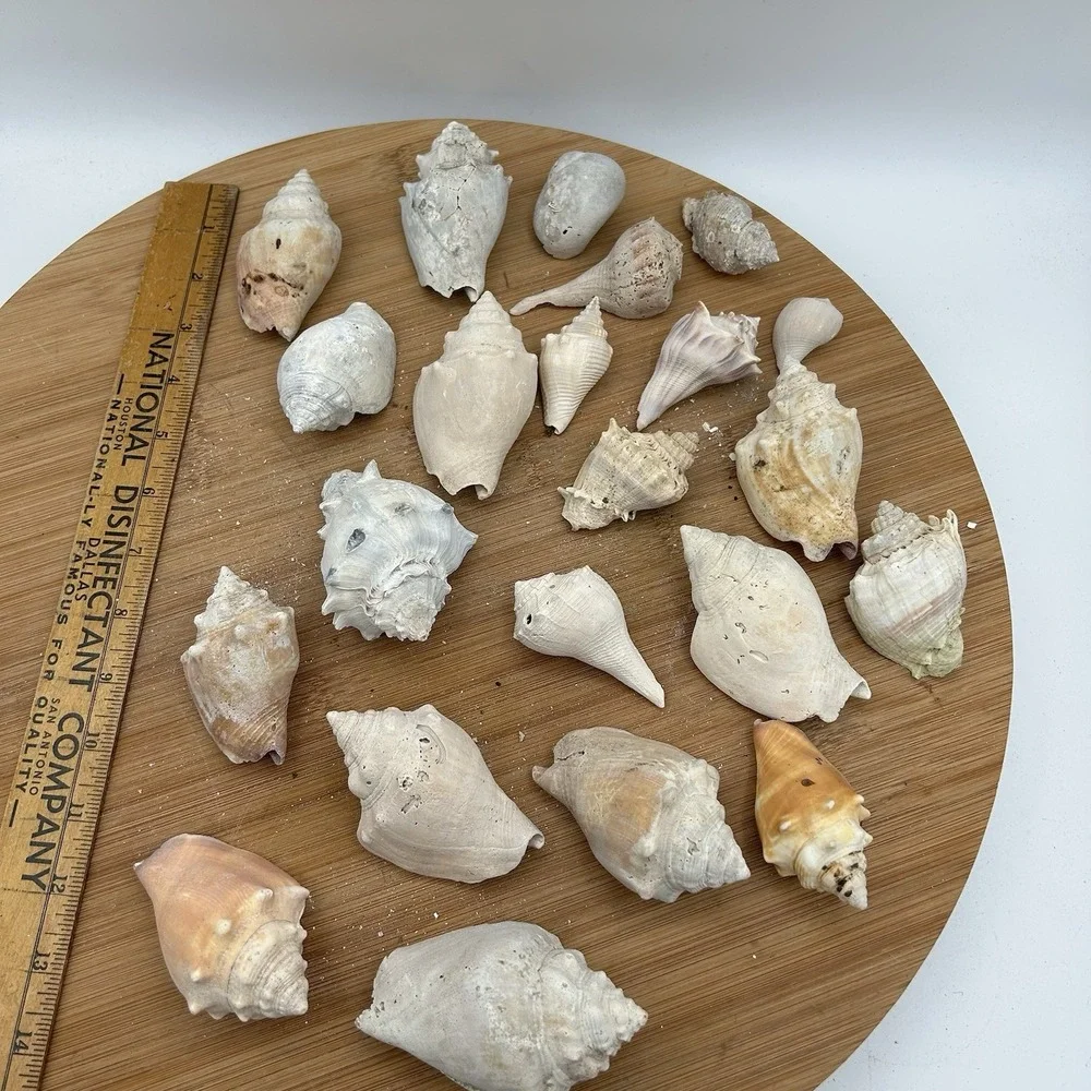 N/A sea shells